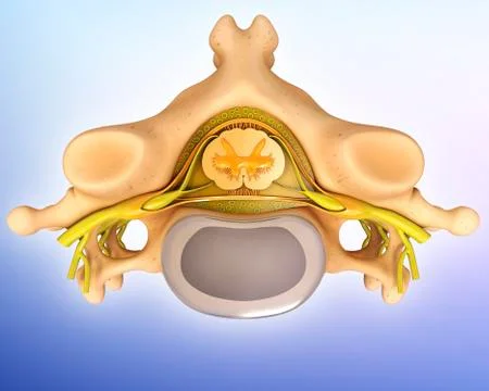 Human vertebra, artwork Stock Illustration