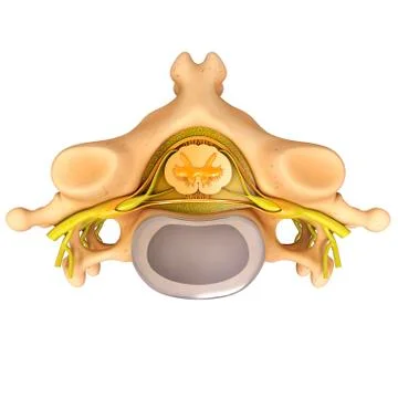 Human vertebra, artwork Stock Illustration