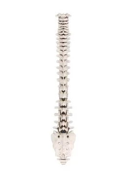 Human vertebra, artwork Stock Illustration