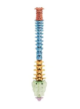 Human vertebra, artwork Stock Illustration