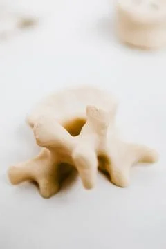 Human vertebra plastic model for teaching purposes Stock Photos
