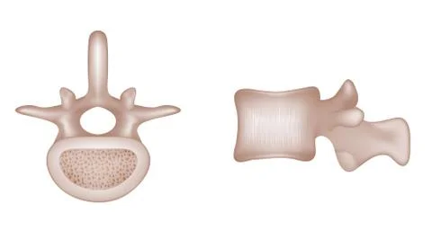 Human vertebral bones Ilustração Stock