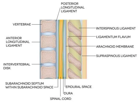 Human vertebral column with description Stock Illustration