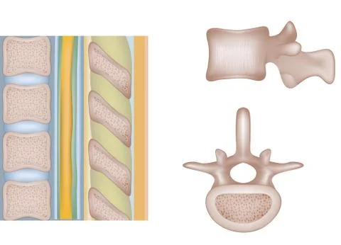 Human vertebral column Stock Illustration