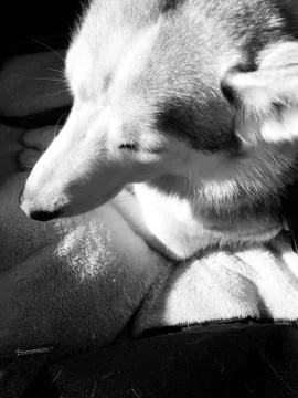 Human View 스톡 사진