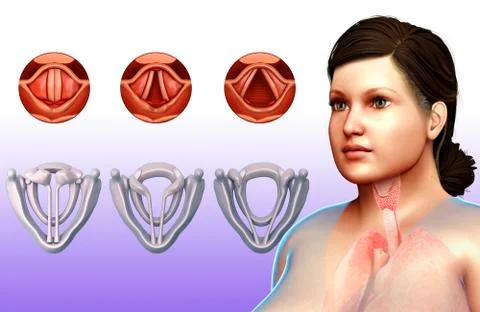 Human vocal cords, illustration Stock Illustration