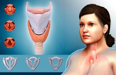 Human vocal cords, illustration Stock Illustration