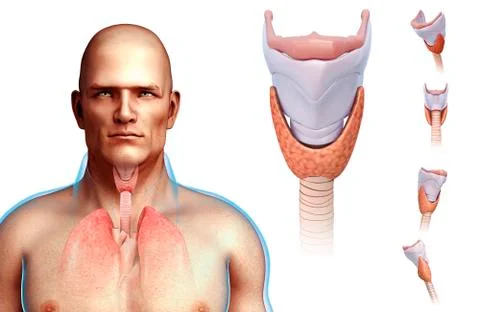 Human vocal cords, illustration Illustrazione stock
