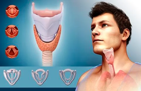 Human vocal cords, illustration Stock Illustration