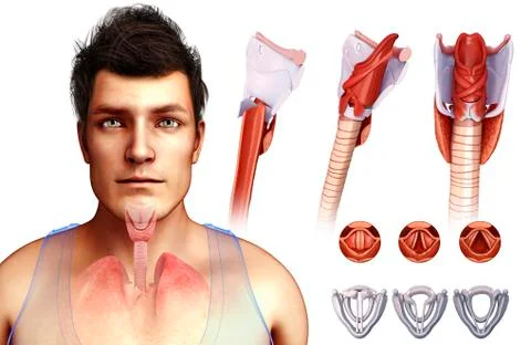 Human vocal cords, illustration Stock Illustration