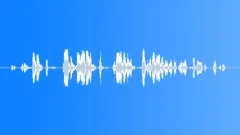 Human Vocal Vocals Laughter Int Medium Close Up 3 Males Laugh Sound Effect