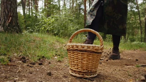Human walking in the forest with a basket. forester collects mushrooms. Nature Stock Footage 252698719
