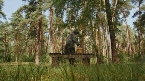 Human walking in the forest with a basket. forester collects mushrooms. Nature Stock Footage 255185494