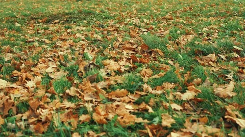 Human wearing brown leather boot and walking in fallen oak leaves. Stock Footage 97956213