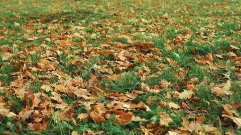 Human wearing brown leather boot and walking in fallen oak leaves. Stock Footage 97956343