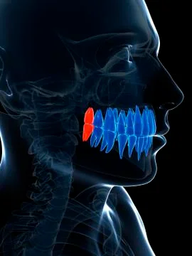 Human wisdom teeth, illustration Stock Illustration