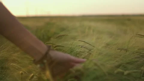 Human woman's hand moving through green field of the grass. Female hand touching Video stock 250246984