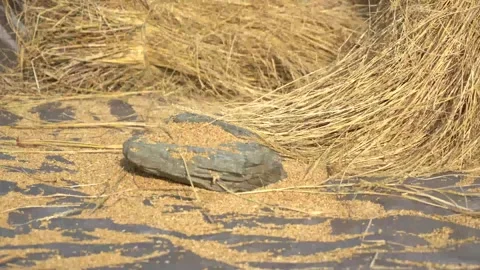 Human work, paddy separation from straws Stock Footage 270865211