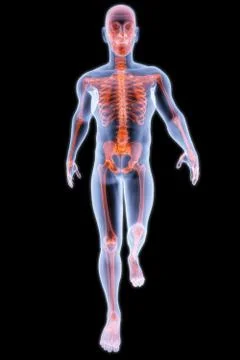 Human xray Stock Illustration