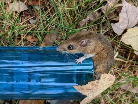 Humane Mouse Release Fotos de archivo