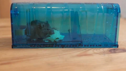 Humane mouse trap Video stock 219884286