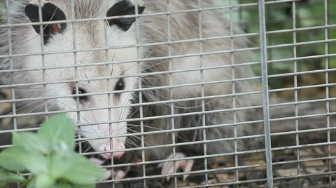 Humane trap with possum Stock Footage 50665524