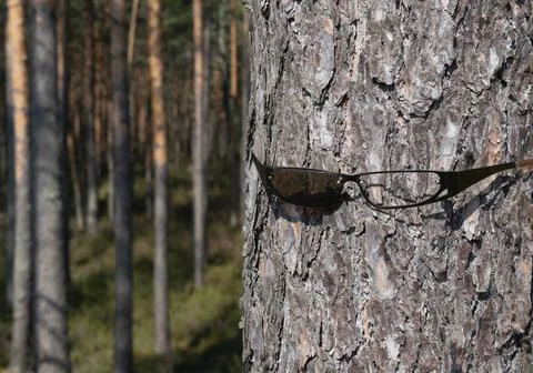 Humanity needs to open its eyes to the problem of deforestation and forest po Stock Photos