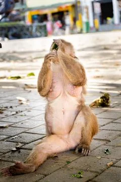 A humanlike capuchin monkey eating a leaf Stock Photos