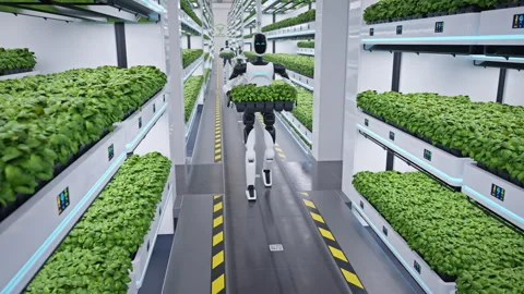 Humanoid AI-powered robot walking with a tray of herbs in automated greenhouse Stock Footage 330168741