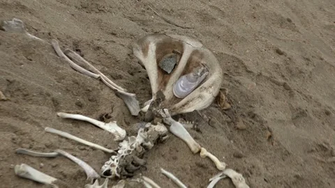 Humanoid skeleton assembled from animal bones in Skeleton Coast Park, Namibia Stock Footage 123907454