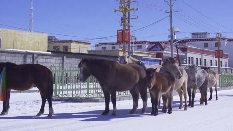 Humans and animals live in harmony Stock Footage 243044983