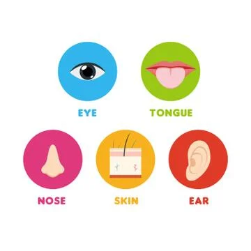 Human's Body - Five Senses. Vector Illustration Stock Illustration