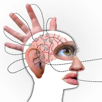 Human's brain profile, Connected to Five Senses Stock Photos