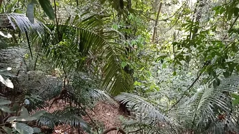 Humans destroying the nature by throwing plastic. Stock Footage 167643598