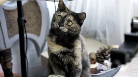 Human's hand holding thread and play with cat. Video stock 155132032