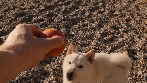 Human's hand throws up the orange ball and siba inu white puppy brings it back Stock Footage 111335836