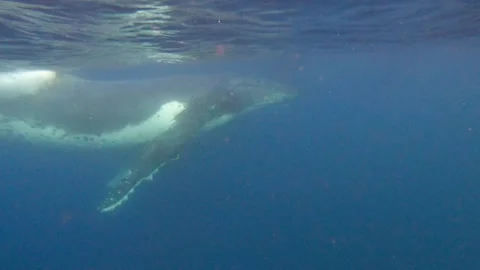 Humback swimming Stock Footage 315113272