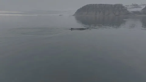 Humback Whale in Arctic Diving Vídeos de archivo 251858875