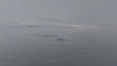 Humback Whale in Arctic Diving Vídeos de archivo 251859386