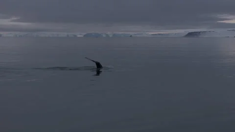 Humback Whale in Arctic Diving Vídeos de archivo 251859952