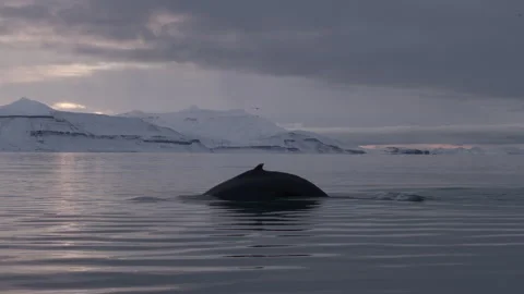 Humback Whale in Arctic Diving Vídeos de archivo 251865247