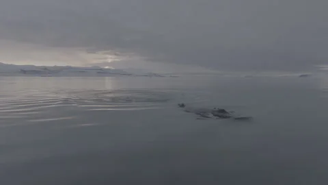 Humback Whale in Arctic Diving Vídeos de archivo 251878590