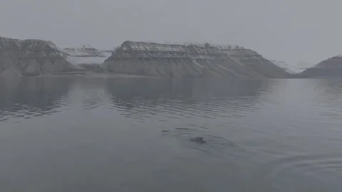 Humback Whale in Arctic Diving Vídeos de archivo 251890219