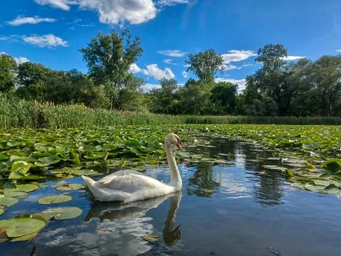 Humber riber in summer Stock Photos
