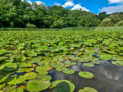 Humber riber in summer Stock Photos