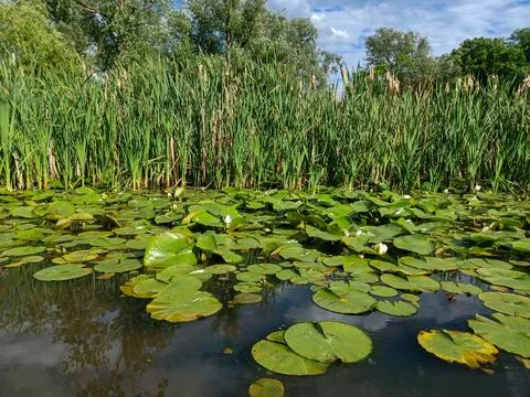Humber riber in summer Stock Photos