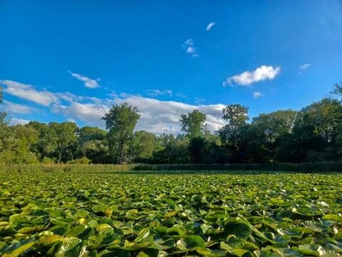 Humber River Summer View Stock Photos