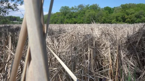 Humber River Wetlands Stock Footage 131482727