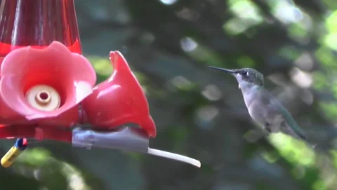 HumBirdPerches&amp;FeedsAsBeesDive Stock Footage 199110715