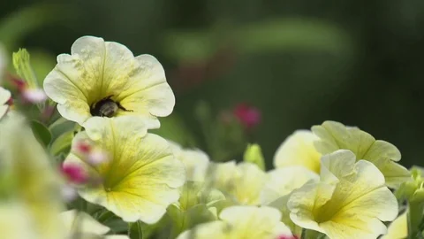 Humble-Bee with flowers Stock Footage 78088487